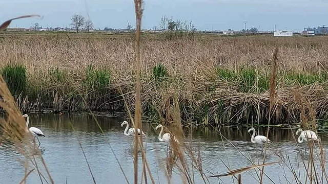 La Caseta Del Canal zonas verdes y entorno de la casa